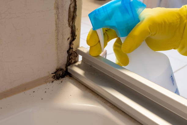 Best Residential Mold Removal  in Howard Lake, MN