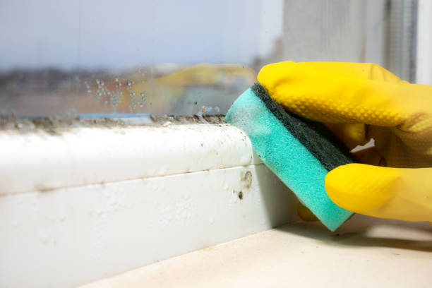 Best Attic Mold Removal  in Howard Lake, MN