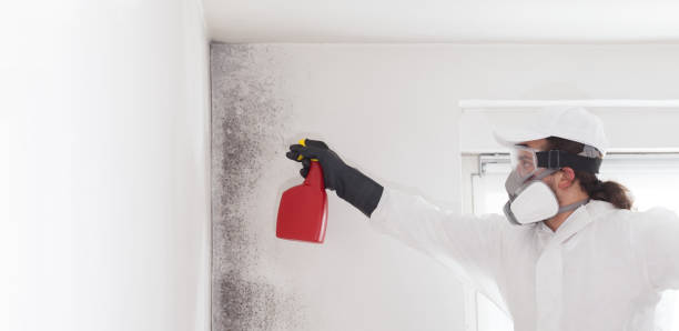 Best Residential Mold Removal  in Howard Lake, MN
