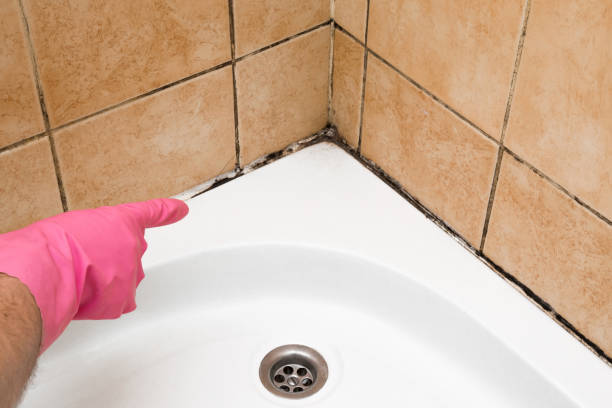 Best Black Mold Removal  in Howard Lake, MN