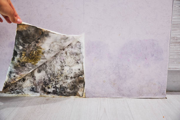 Trusted Howard Lake, MN Mold Removal Experts